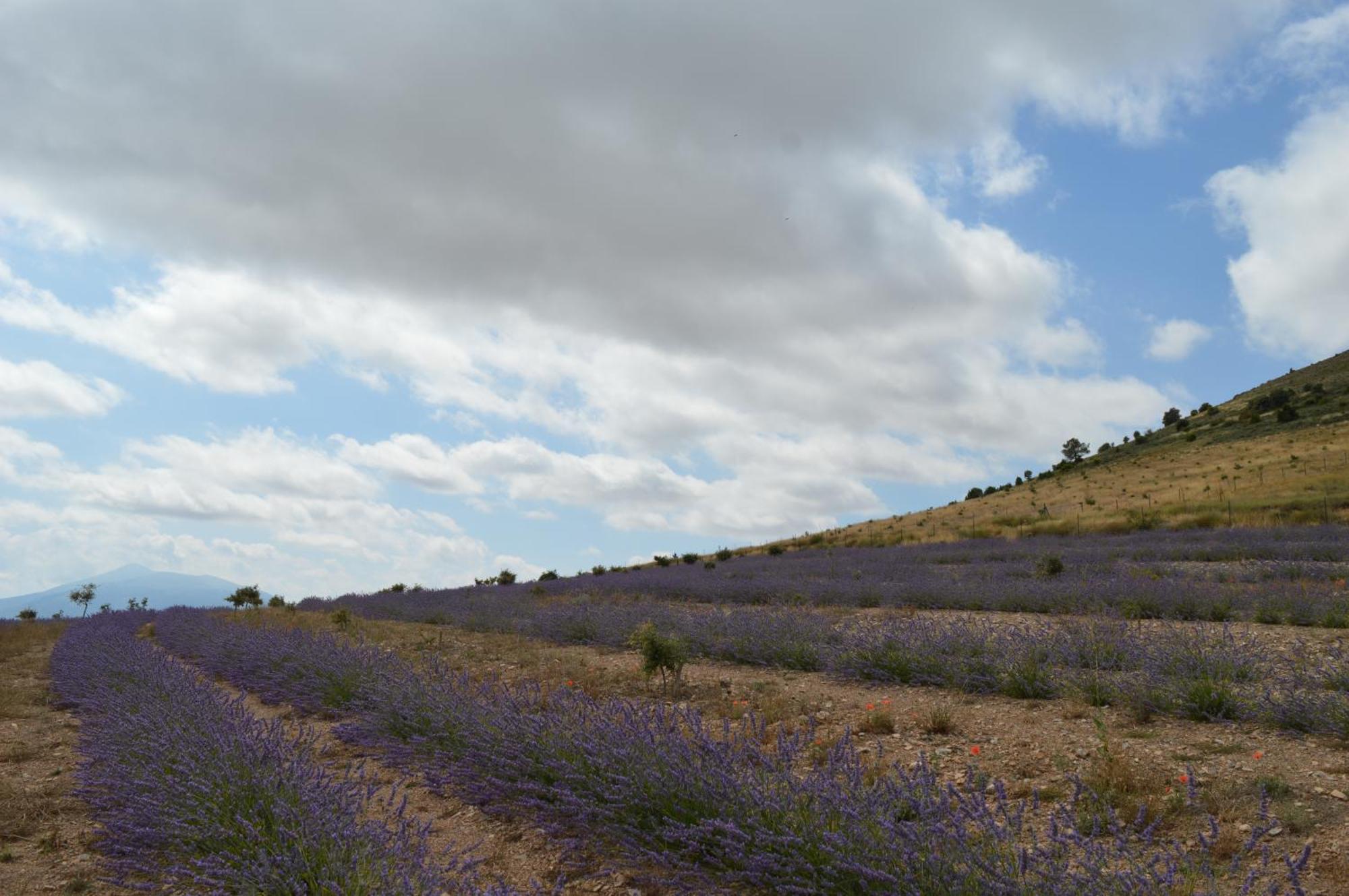 Las Abadias San Felices  ภายนอก รูปภาพ