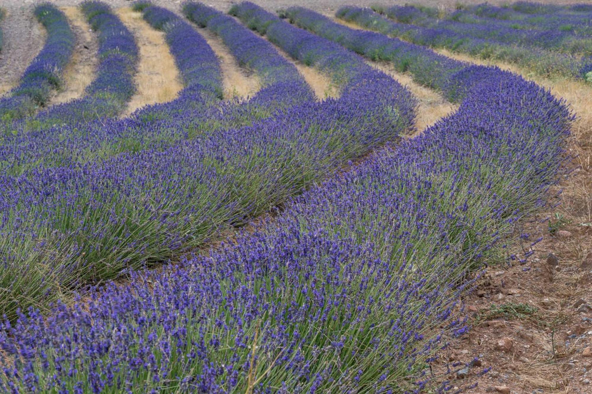 Las Abadias San Felices  ภายนอก รูปภาพ